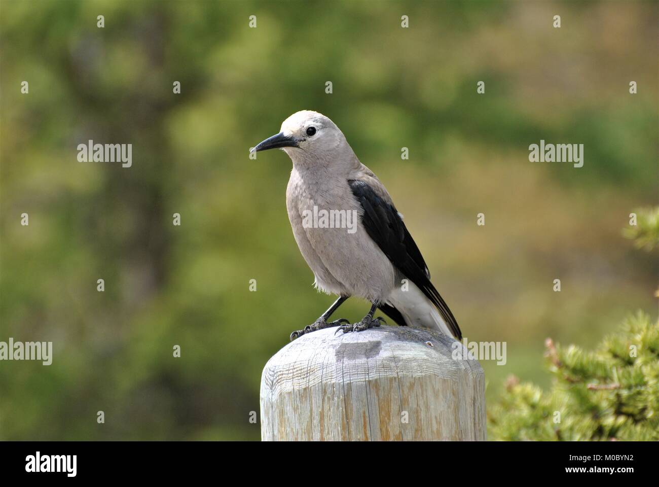 Clark`s Nutcracker Bird, Lake Louise Canada Alberta Stock Photo Alamy